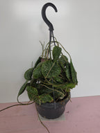 Hoya imbricata