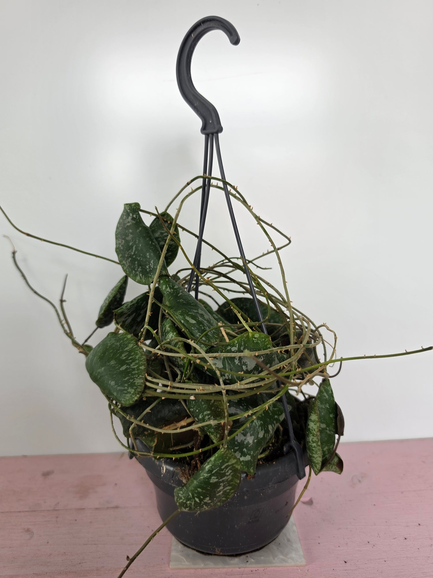 Hoya imbricata
