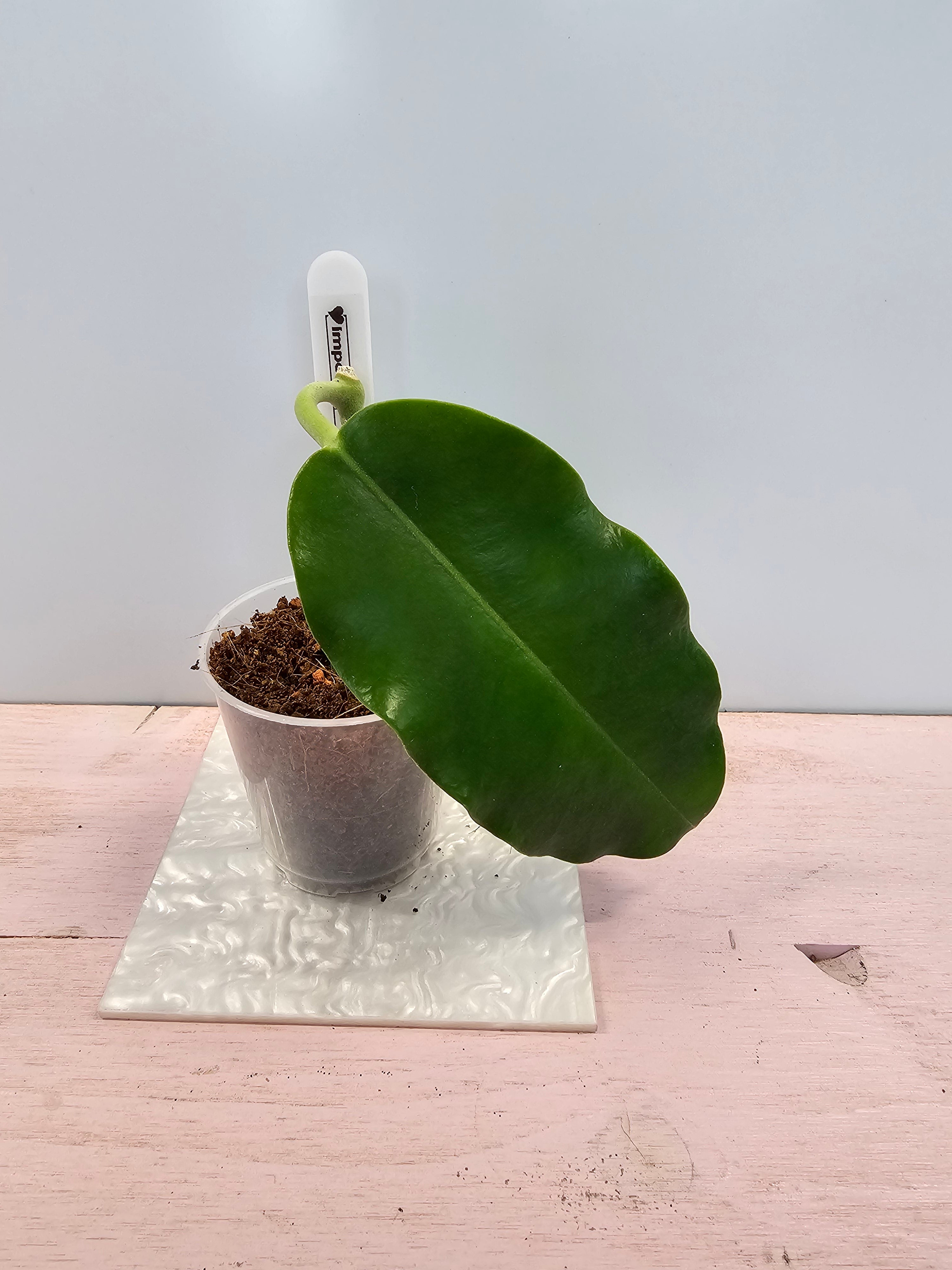 Hoya imperialis Palawan