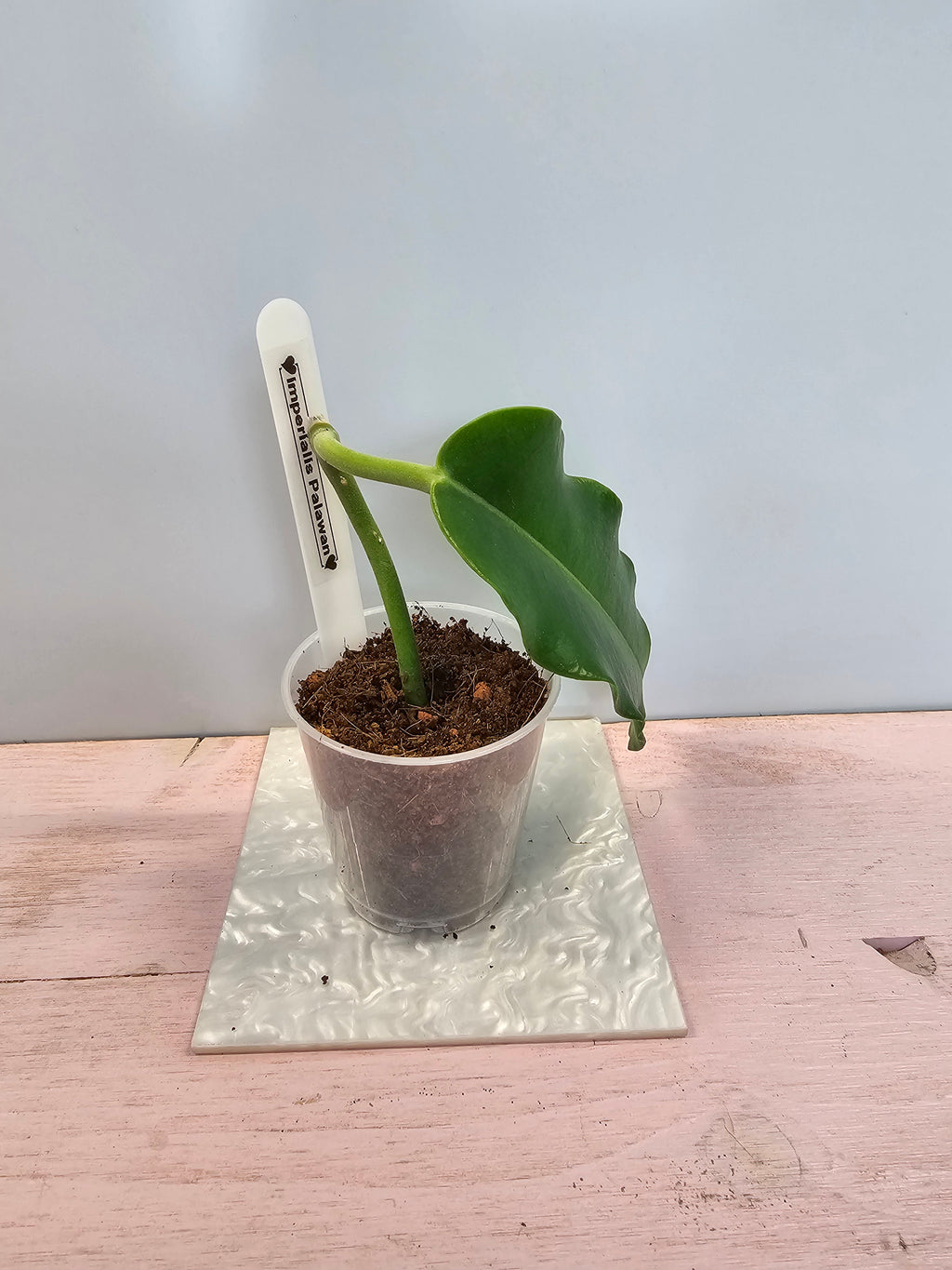 Hoya imperialis Palawan