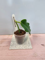 Hoya imperialis Palawan