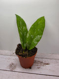 Hoya kaikoeana splash