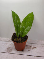 Hoya kaikoeana splash