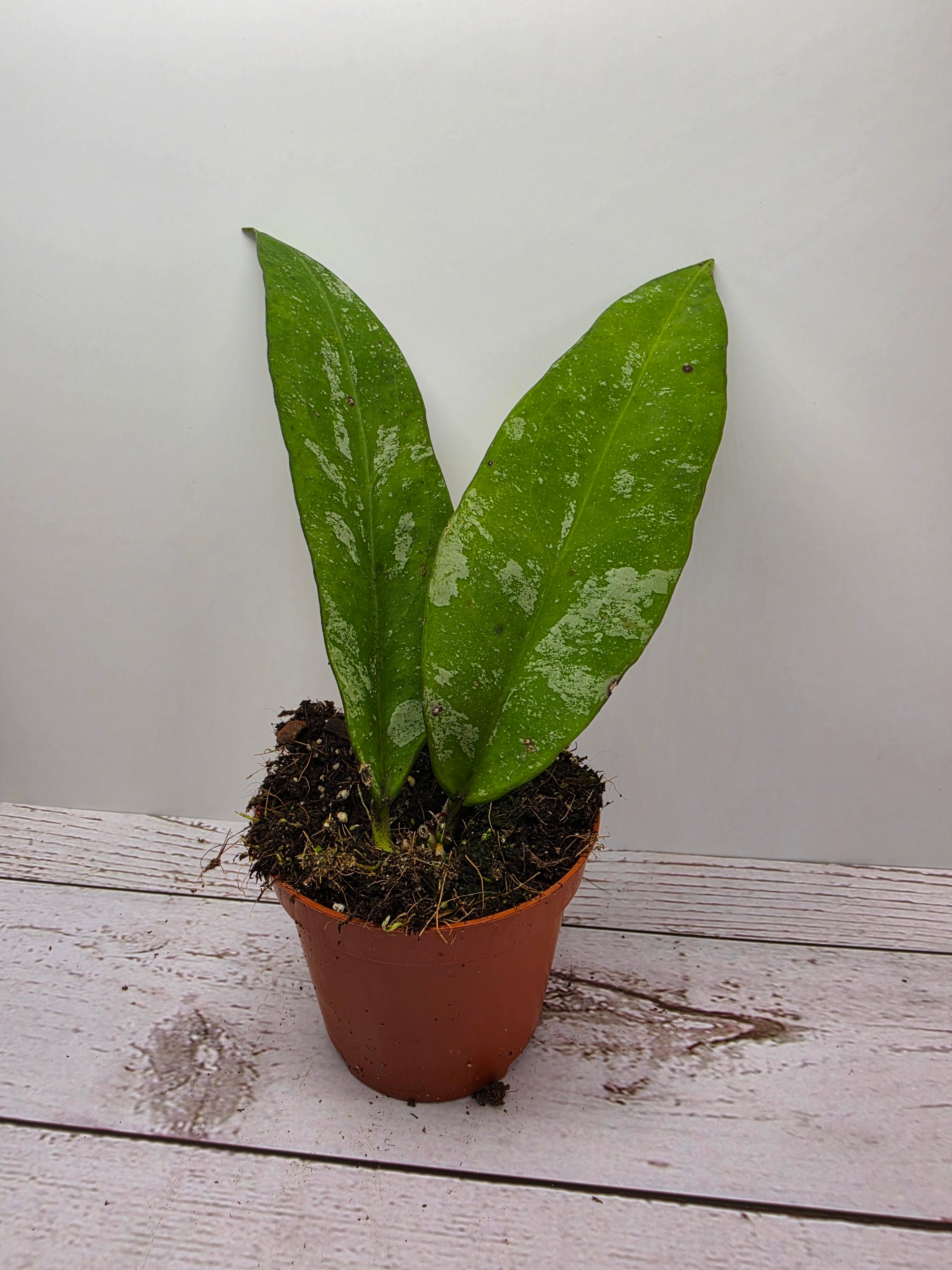 Hoya kaikoeana splash