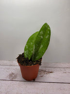 Hoya kaikoeana splash