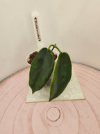 Hoya 'Kaimuki'