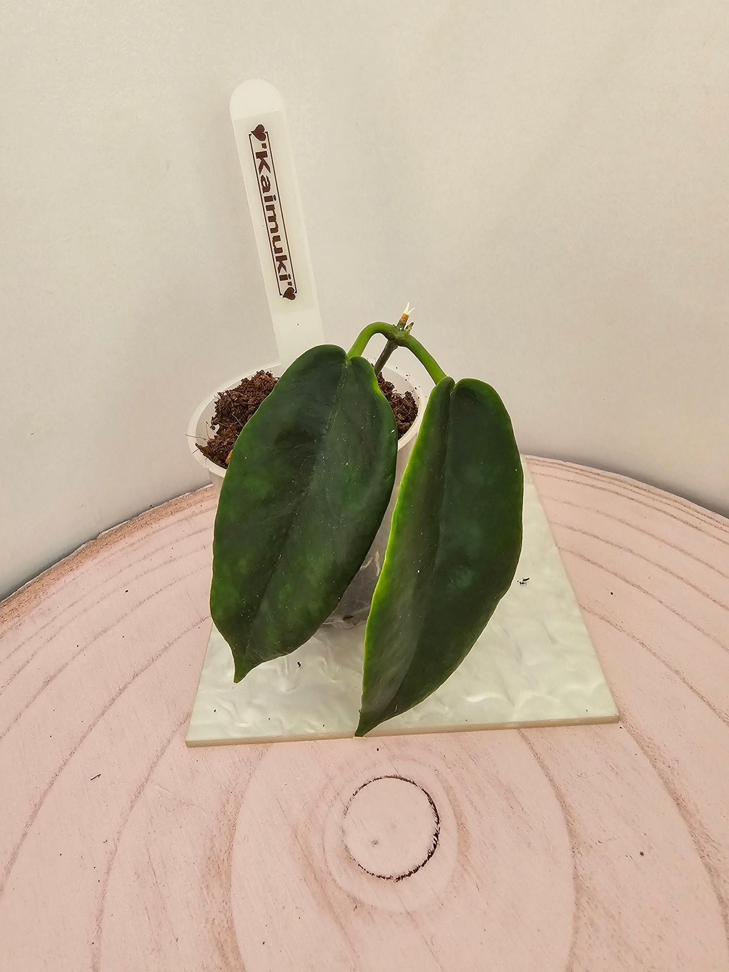 Hoya 'Kaimuki'