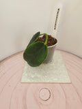 Hoya 'Kaimuki'