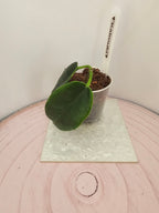 Hoya 'Kaimuki'