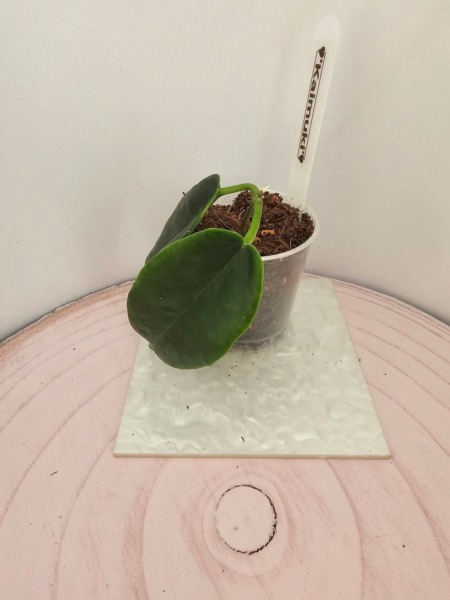 Hoya 'Kaimuki'