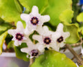 Hoya kanyakumariana