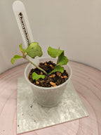 Hoya kanyakumariana
