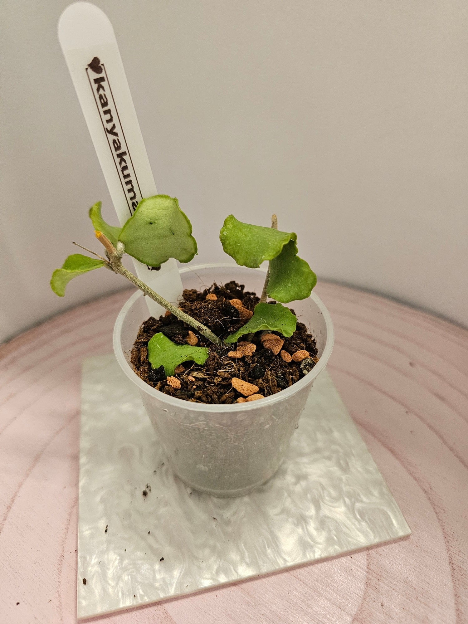 Hoya kanyakumariana