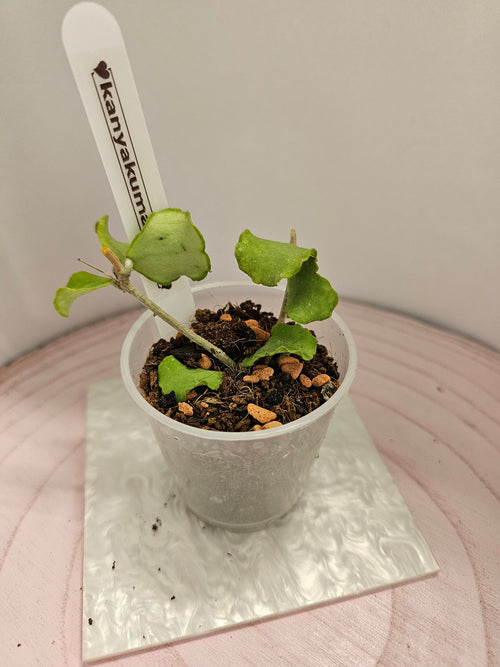 Hoya kanyakumariana
