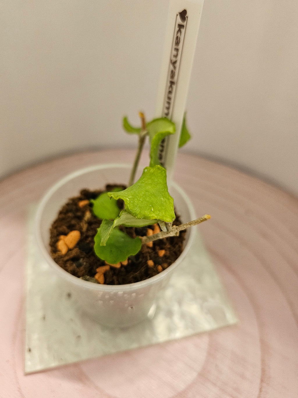 Hoya kanyakumariana