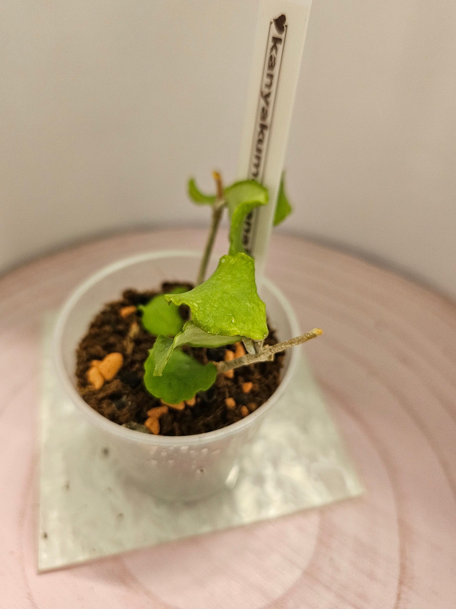Hoya kanyakumariana