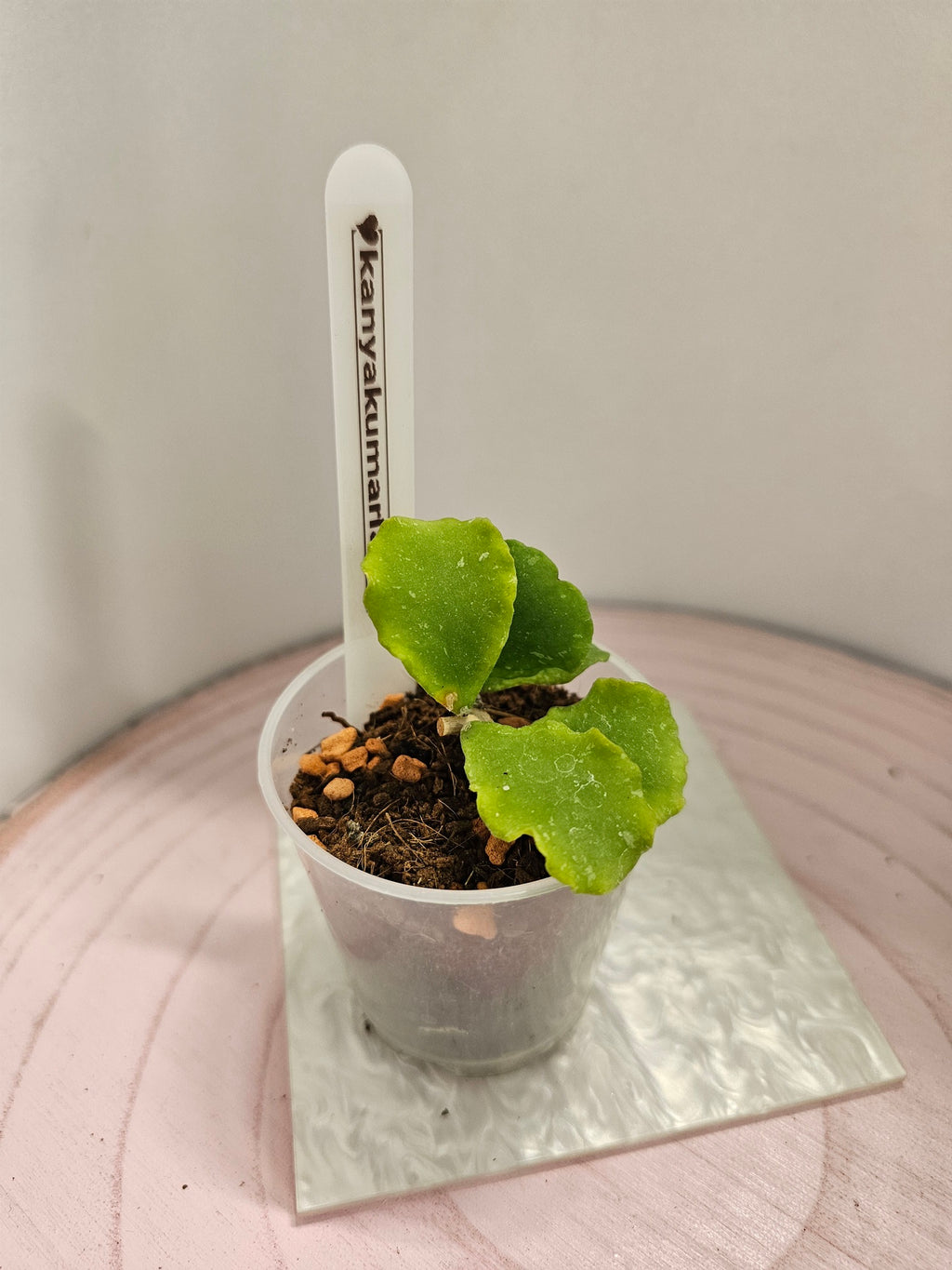 Hoya kanyakumariana