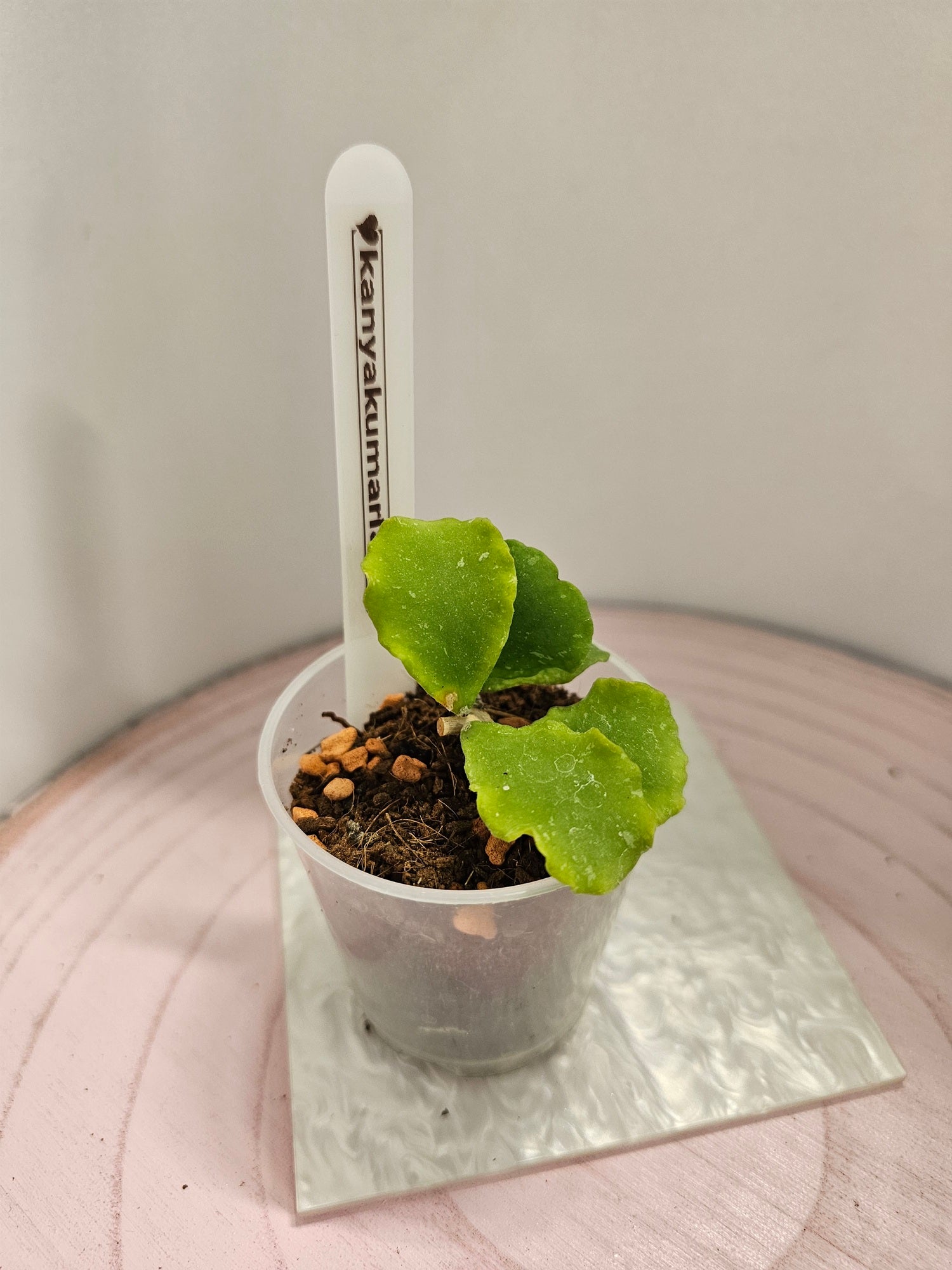 Hoya kanyakumariana