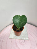 Hoya kerrii splash
