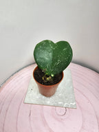 Hoya kerrii splash