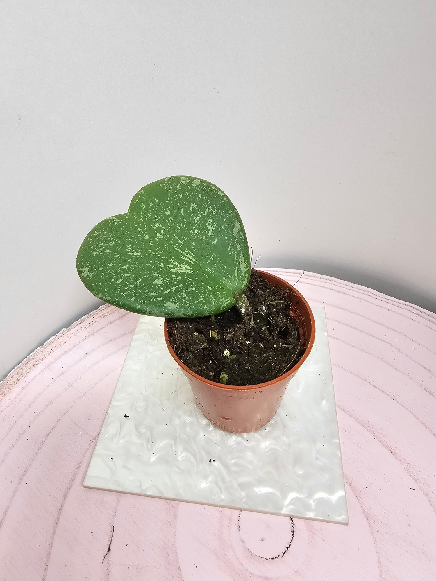 Hoya kerrii splash