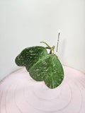 Hoya kerrii splash