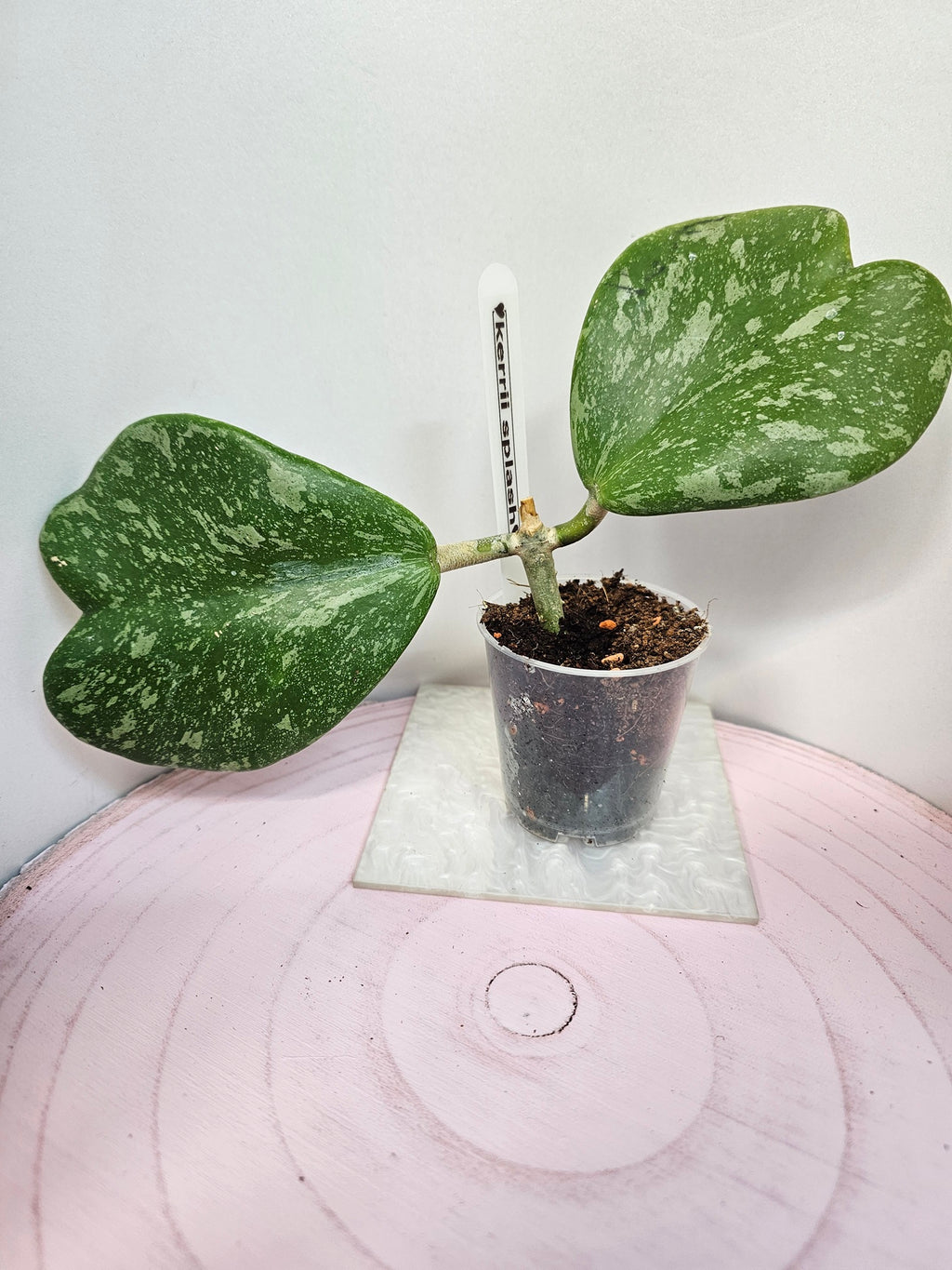 Hoya kerrii splash