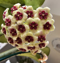 Hoya kerrii