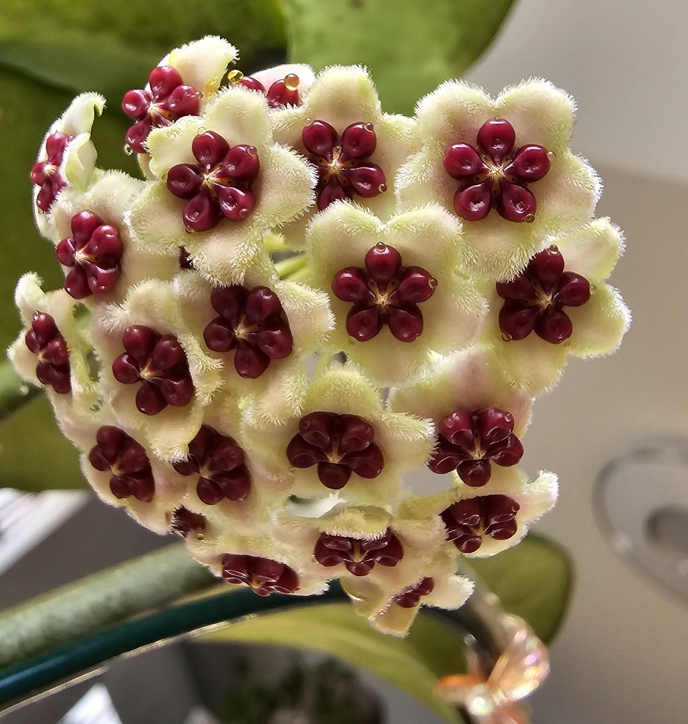 Hoya kerrii