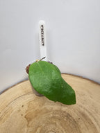 Hoya Kicki
