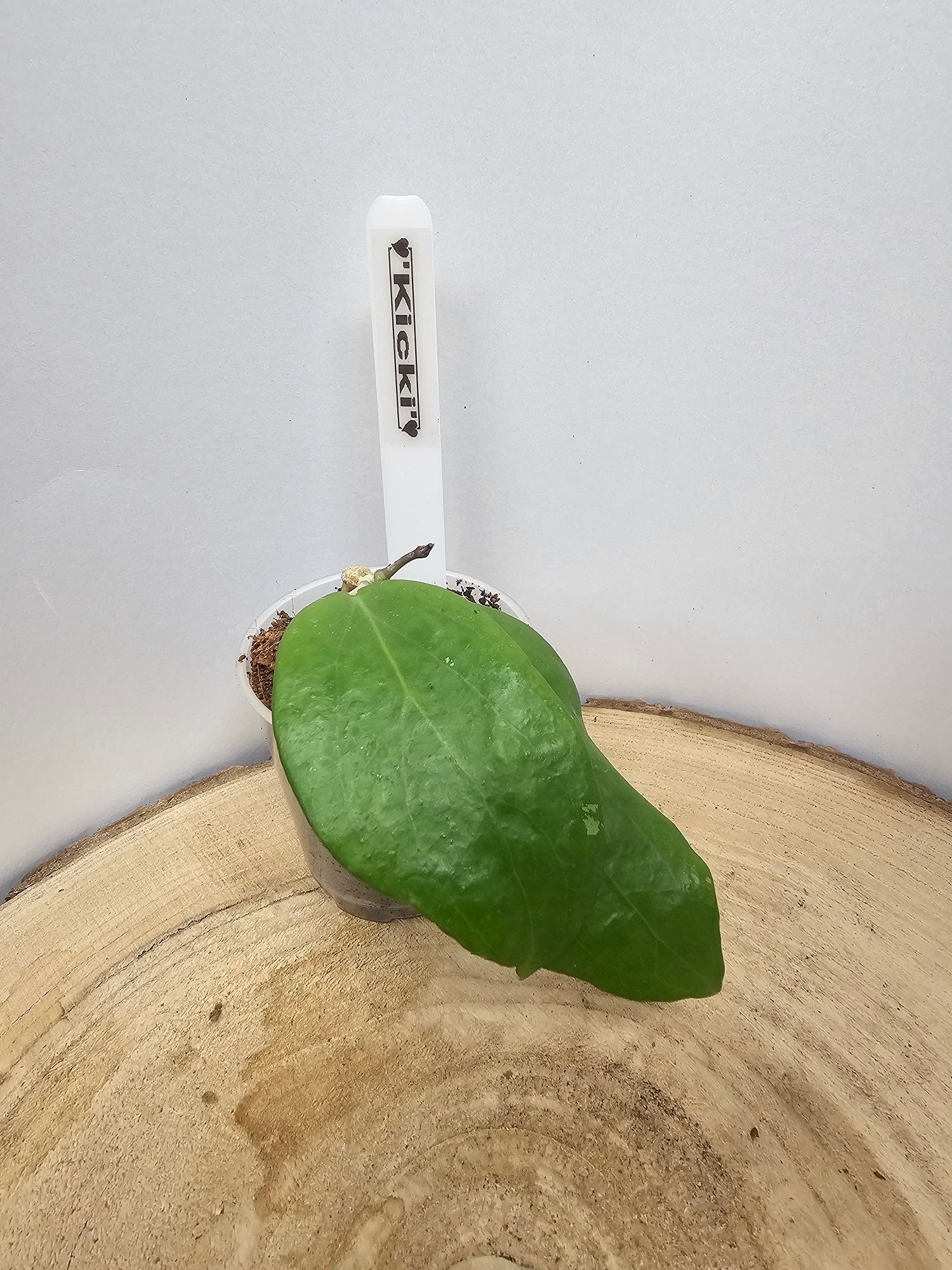Hoya Kicki