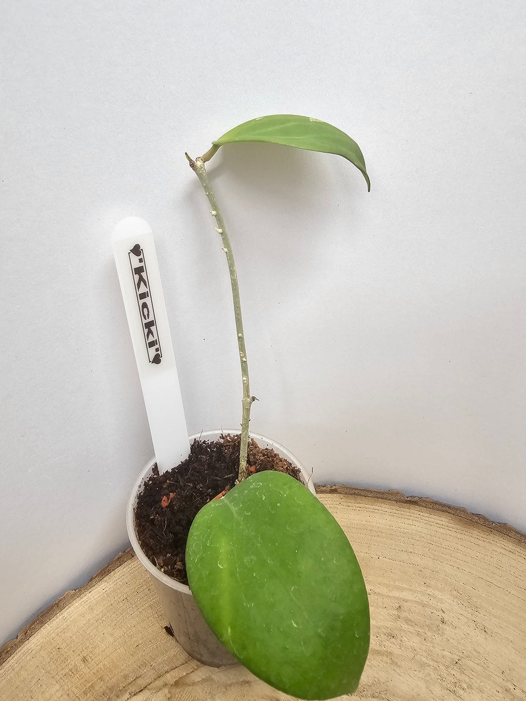 Hoya Kicki