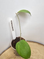 Hoya Kicki