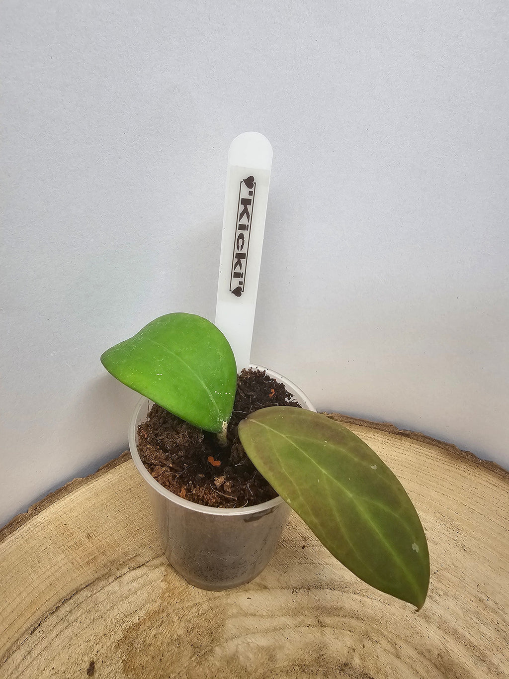 Hoya Kicki