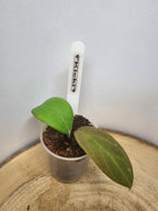 Hoya Kicki