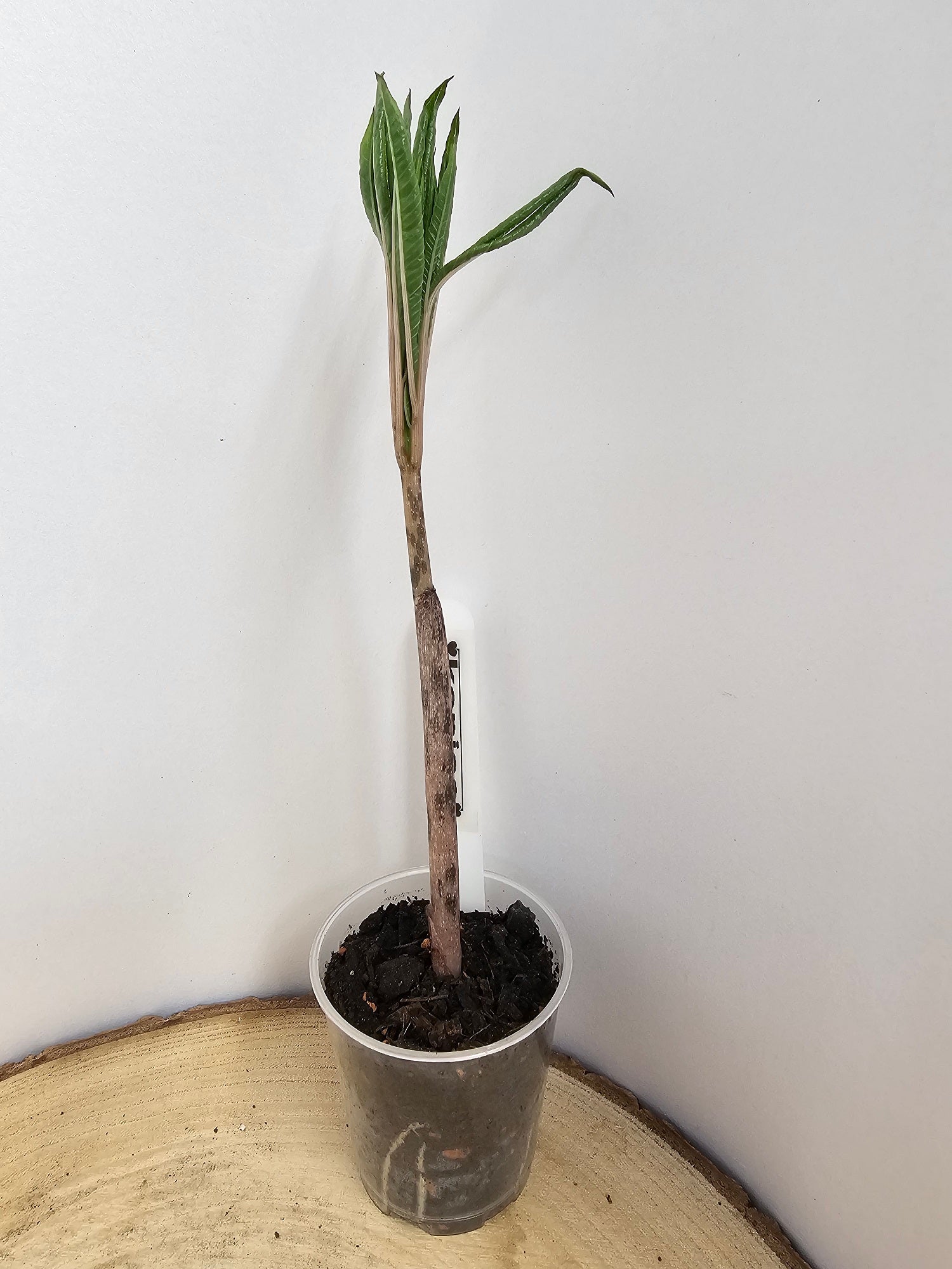 Amorphophallus konjac