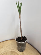 Amorphophallus konjac