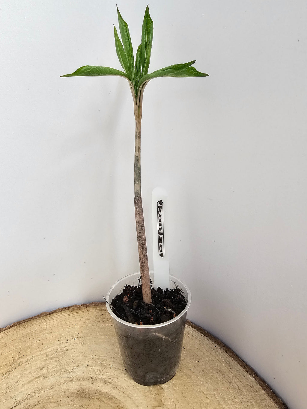 Amorphophallus konjac