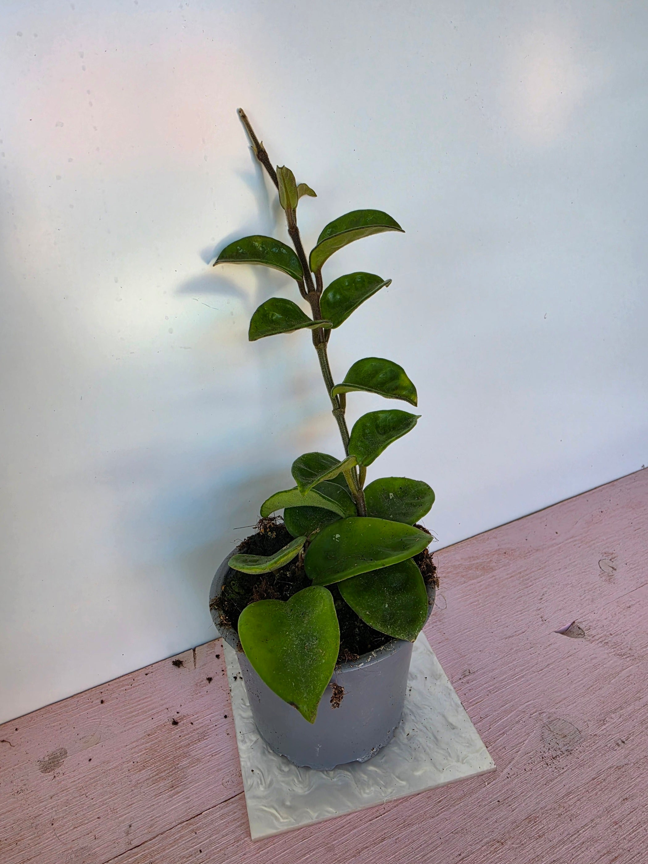 Hoya carnosa 'krinkle 8'