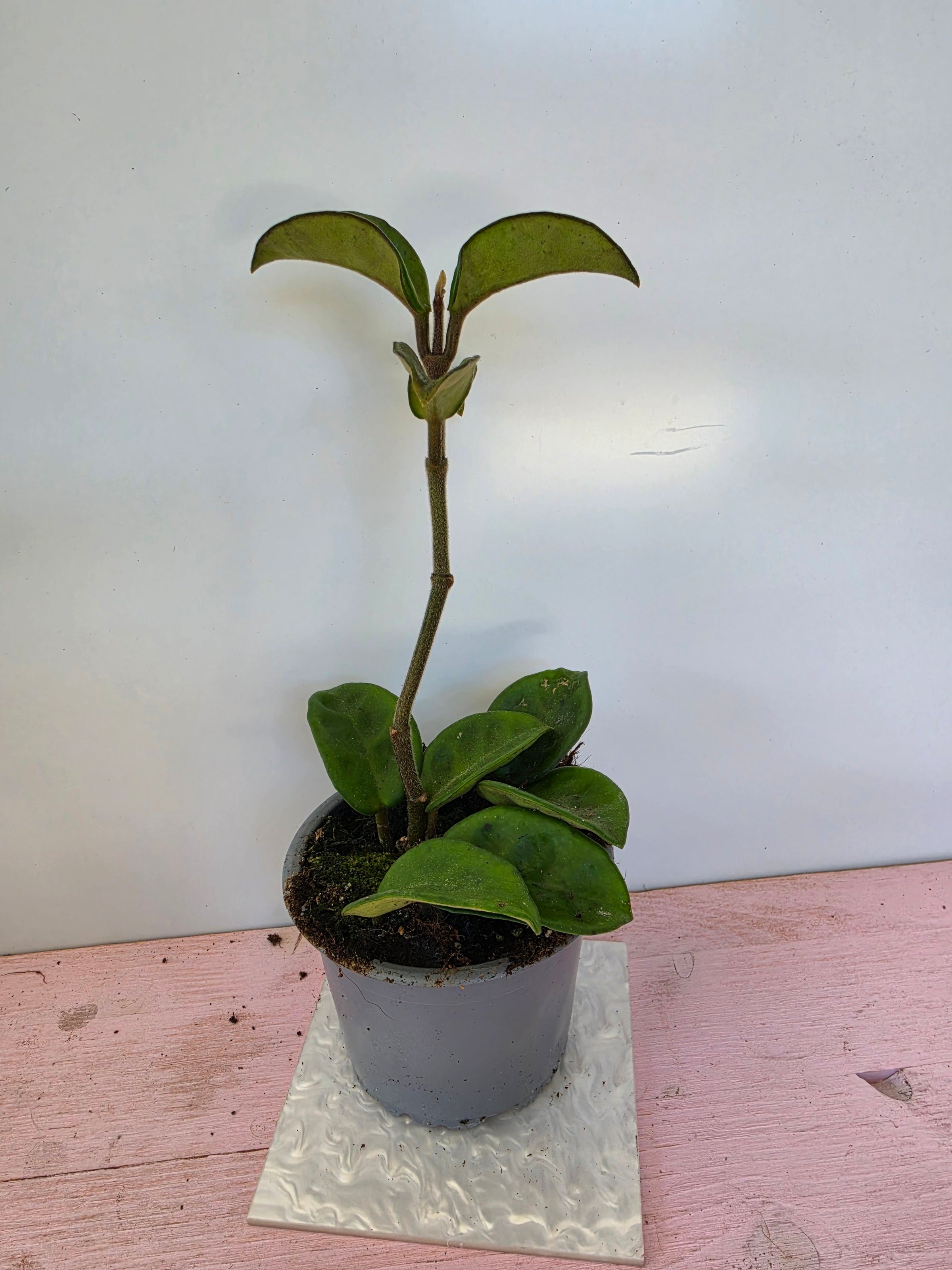 Hoya carnosa 'krinkle 8'