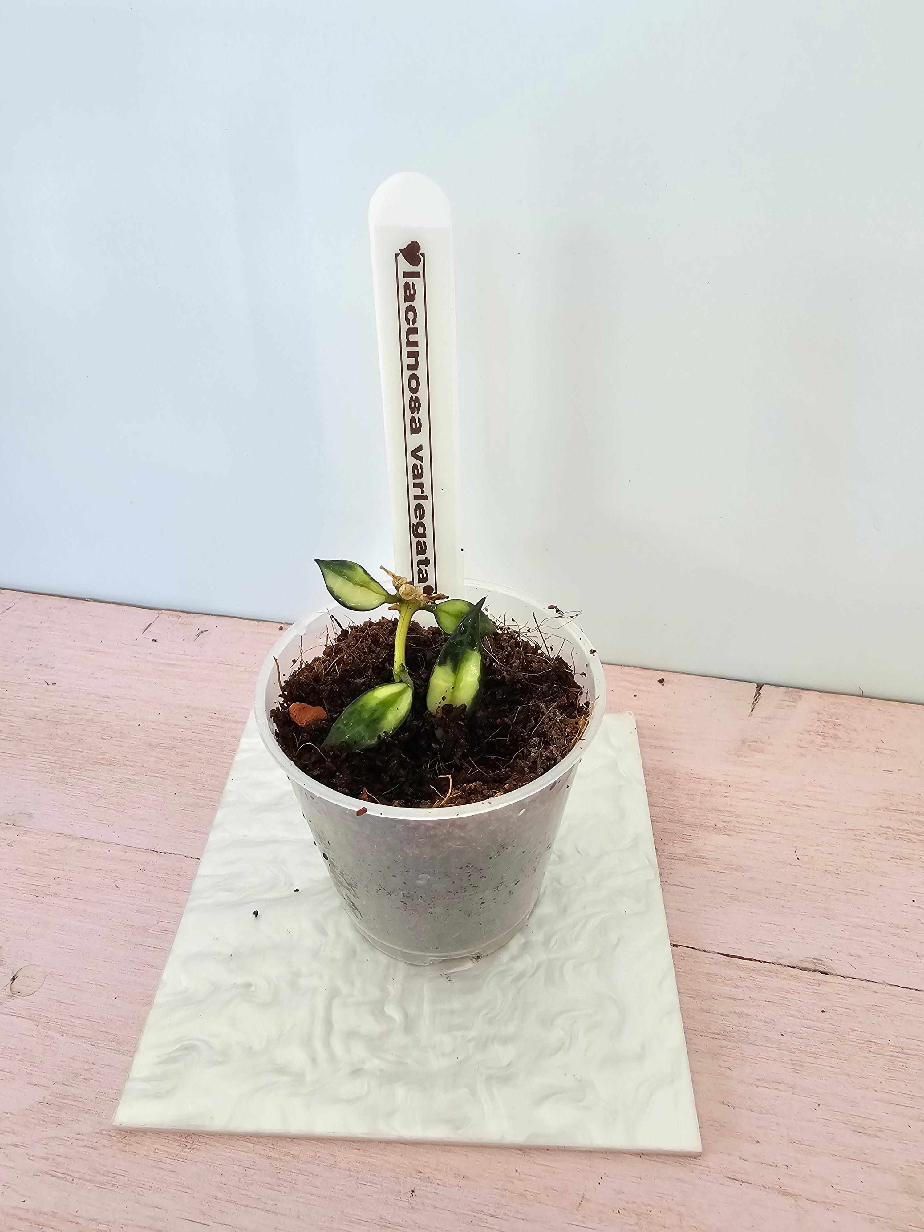 Hoya lacunosa variegata