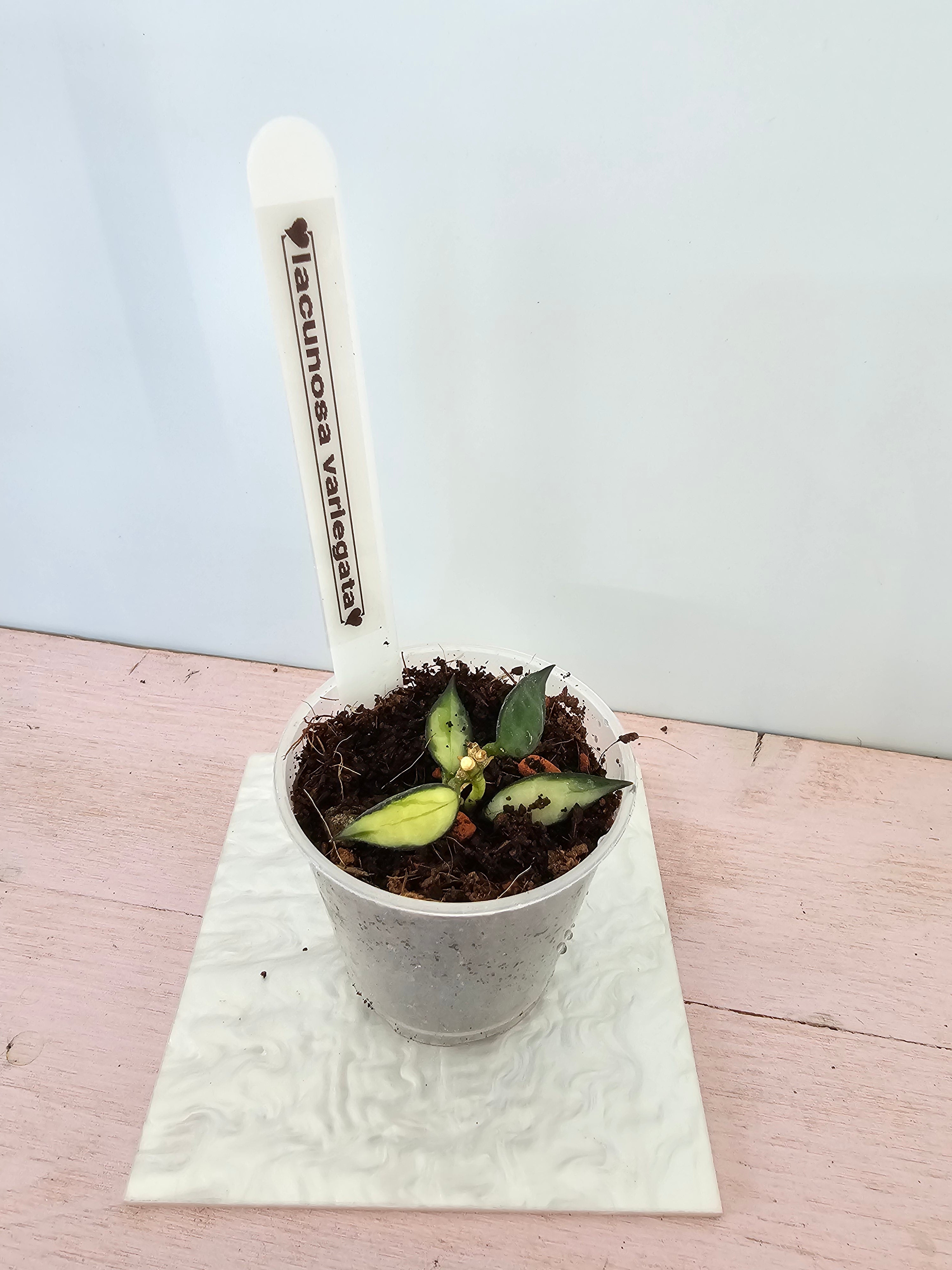 Hoya lacunosa variegata