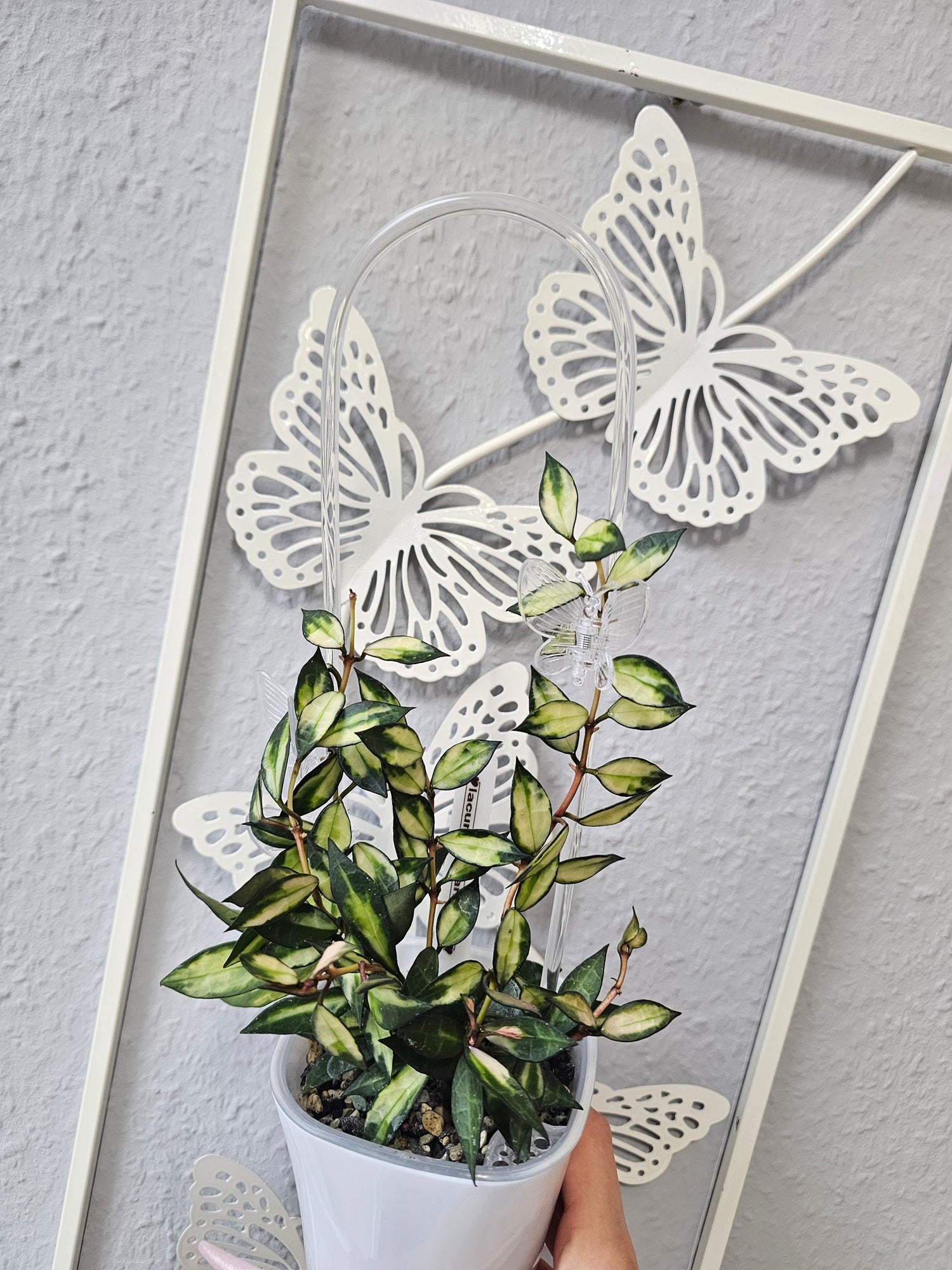 Hoya lacunosa variegata cutting