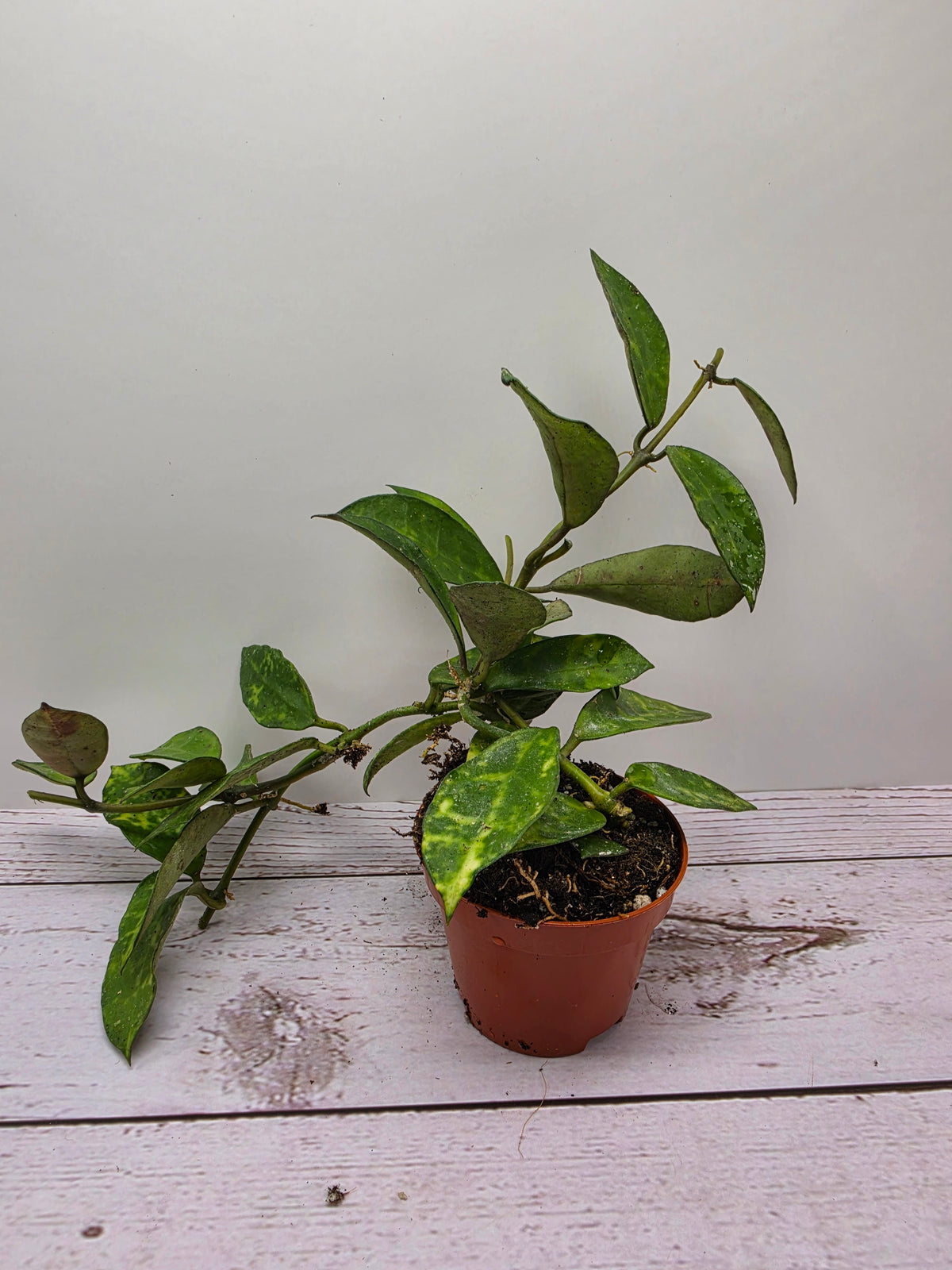 Hoya lacunosa 'Amarillo'