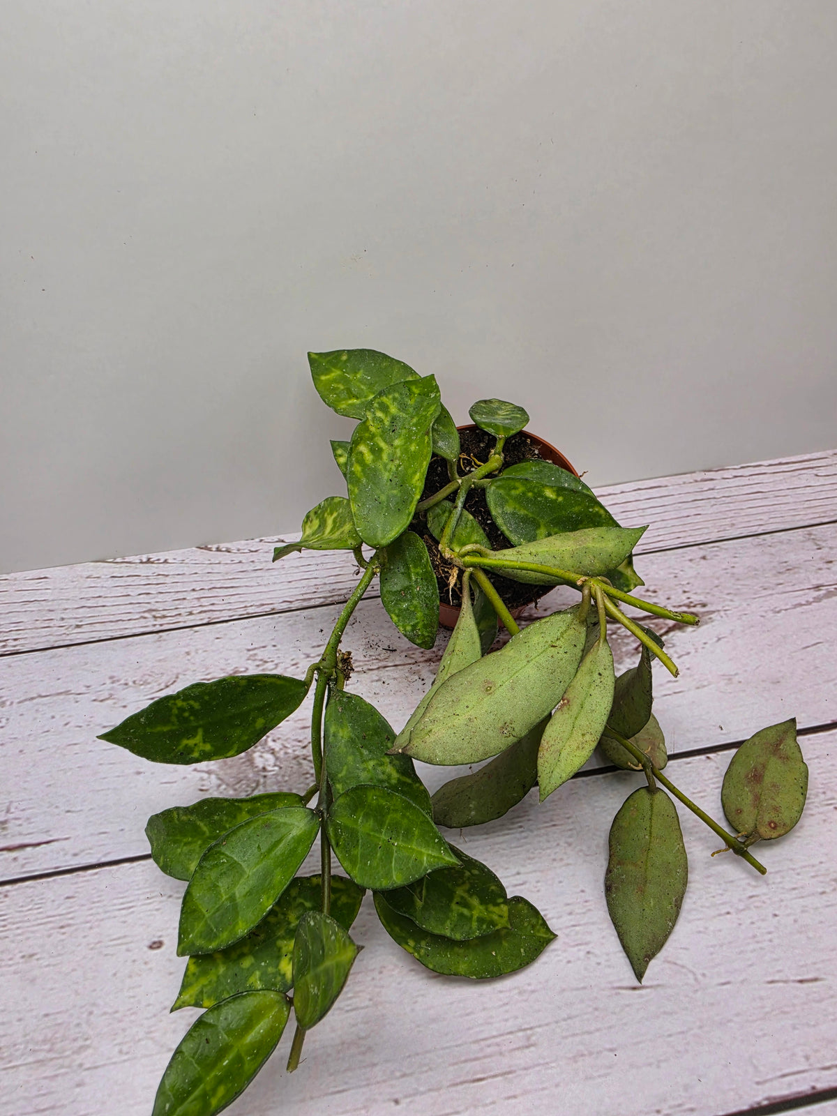 Hoya lacunosa 'Amarillo'