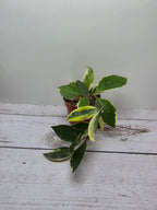 Hoya lacunosa albmarginata 'Asami'