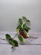 Hoya lacunosa albmarginata 'Asami'