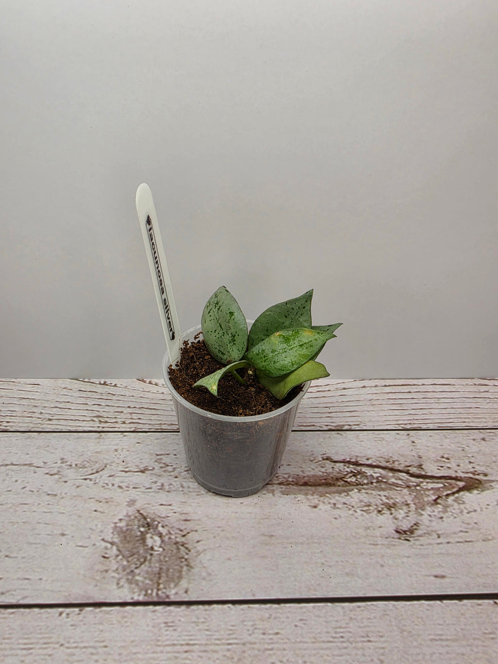 Hoya lacunosa silver (eskimo)