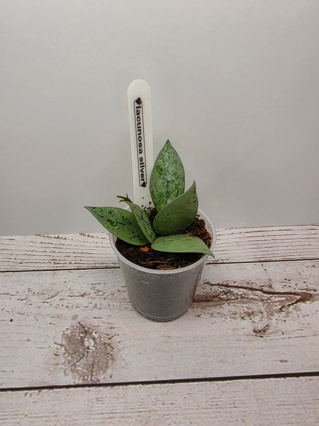 Hoya lacunosa silver (eskimo)