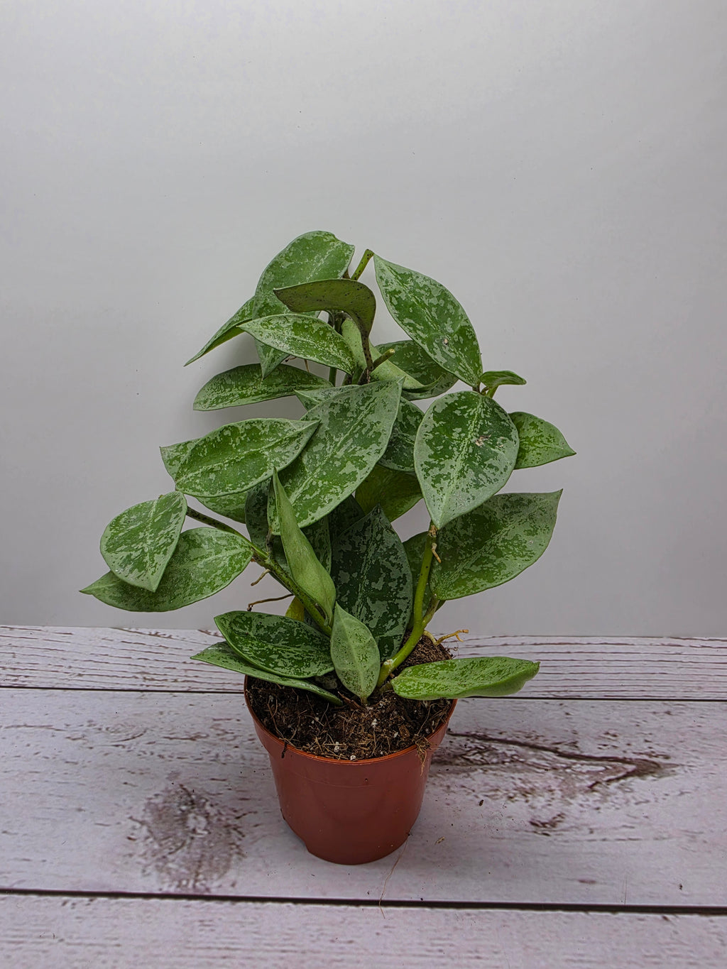 Hoya lacunosa 'Snow Leopard'